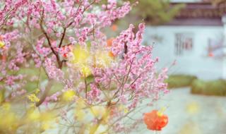 春天发朋友圈短句一缕芬芳 适合春天发的朋友圈