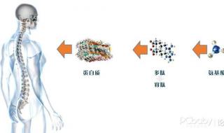 胶原蛋白片哪个牌子最好 什么牌胶原蛋白好