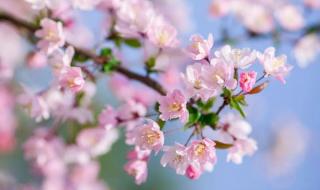 春天带儿子看花发朋友圈的句子 春季赏花的唯美句子