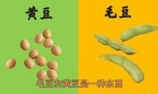 东北黄豆和毛豆有区别 毛豆和黄豆是同一种东西吗