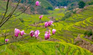 观赏油菜花最佳时间和地点 婺源油菜花最佳观赏时间